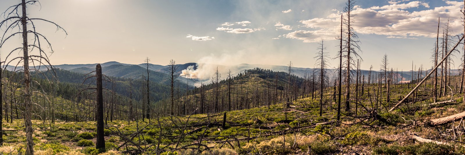 Panorama shot of smoke from nature forest fire and burned trees in Utah at summer, america